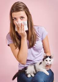 Skin issues are most common with symptoms such as. Pet Allergies And How To Manage Them Petspyjamas