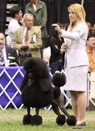 Enter The Ring: Junior Handling 101 | Leading Edge Dog Show Academy