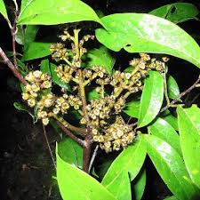 Image result for Ocotea kenyensis