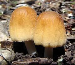Image result for Coprinus micaceus