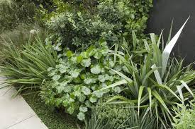 Raumati Coastal Garden With Shade Tolerant Lush Native New Zealand Planting Including Kawakawa Astelia Li Garden Landscape Design Shade Plants Native Garden