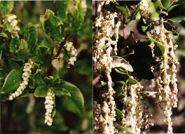 Image result for Allophylus tanzaniensis