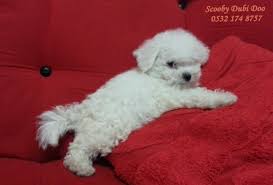 Scoobypetlife Scooby Dubi Doo Maltese Terrier Satilik Yavrulari Bursa Da