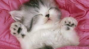 Check spelling or type a new query. 74 Cute Cats Wallpaper On Wallpapersafari