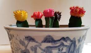 Submitted 4 years ago by sedimentally. Caring For Moon Cactus Also Called Grafted Cactus Or Hibotan