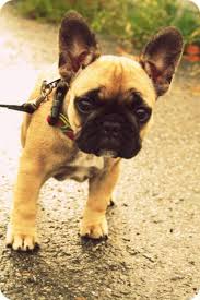 Black And Brown French Bulldog For Sale This Will Be Our First Family Dog I Was Always Picturing It As A Tan And White One But I Think I Like The Tan And Black Bett Baby Dogs Bulldog