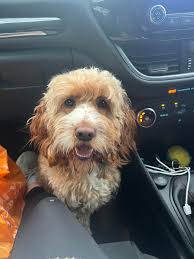 Our 3 year Springer Spaniel has run off in Kimmeridge. It's not her usual  walk. Please please call us if you spot her 07952321392 +44 7393 013274 She  is nervous but not aggressive