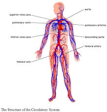 Now, for a layman, the venn diagram is a pictorial exhibition of all possible real relations. Circulatory System