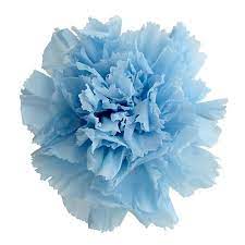 Blue Carnation Blue Carnations Carnations Carnation Flower