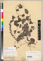 Image result for Cissampelos torulosa