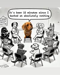 Poor Scottie had to come back because of no fault of his own. He is a sweet  boy that has a lot of energy. He does know basic commands.