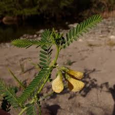 Image result for Sesbania sericea