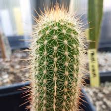 Image result for Trichostachys