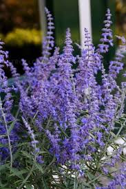 La perovskia atriplicifolia 'blue spire' è esente dalle malattie delle piante più comuni. Perowskia Lobodolistna Lacey Blue Lisslitt Perovskia Atriplicifolia Albamar
