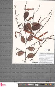 Image result for Afrobrunnichia