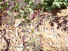 Image result for Fagonia isotricha