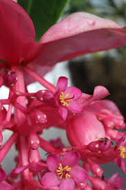 Image result for Mohria vestita