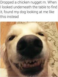 Pin By Matthew Renoux On Meme Team Straight Joose Funny Dogs Funny Animals Funny Talking Dog