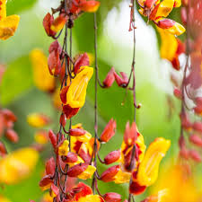 Image result for Thunbergia mysorensis