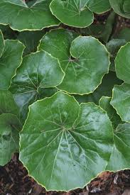Image result for Farfugium japonicum