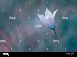 Image result for Wahlenbergia undulata