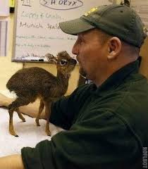 Dikdik... ( I had several as pets growing up!) A dik-dik is a small  antelope that lives in the bushlands of eastern and southern Africa.  Dik-diks stand 12–16 inches and can live