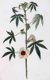 Image result for Hibiscus cannabinus
