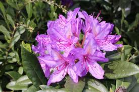How long will it take to grow my hair out? How To Grow And Properly Care For The Mexican Heather Gardenerdy