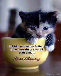 Good Cat Quotes Quotesgram