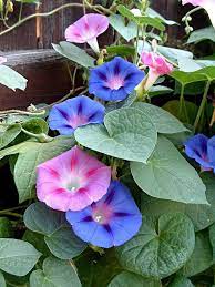 Pin On I Flowers