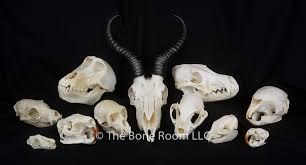 Rodent Skull Identification Chart Uk Www Bedowntowndaytona Com