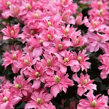 Maybe you would like to learn more about one of these? Clematis Trials Department Of Horticulture