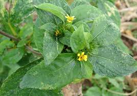 Image result for Synedrella nodiflora