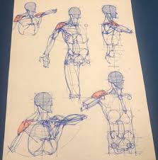 An outline, especially one representing or bounding the shape or form of something. Concentrated Study Of Anatomy Pencil4anatomy Twitter