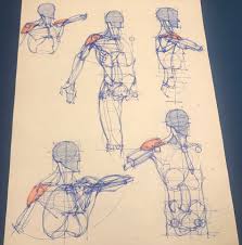 Anatomical movements of the human body. Anatomy Drawing For Artists Pencil4anatomy Twitter