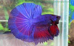 Pencarian di google untuk arti mimpi potong rambut banyak mengunakan kata. 23 Arti Mimpi Tentang Ikan Cupang Menurut Primbon Jawa Dan Islam Arti Mimpi