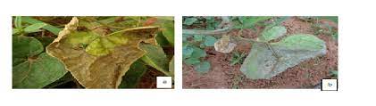 Introduction 2 however, some of the negative points discussed above are possibly exceeded by many of the positive points. Fruit And Vine Rot Of Pointed Gourd Trichosanthes Dioica Roxb As Influenced By Planting Systems And Weather Parameters In East Coast Region Of India Journal Of Pure And Applied Microbiology
