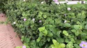 Image result for Asystasia hedbergii