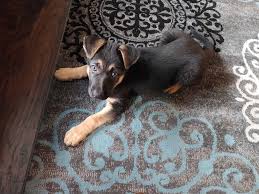 Profile for South Sound Shepherds