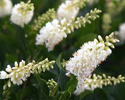 Zone 5 shrubs & vines in order to make shopping for your garden easier, we have gathered all of the shrubs & vines we offer for hardiness zone 5 here. Top 10 Small Shrubs For Small Spaces Birds And Blooms