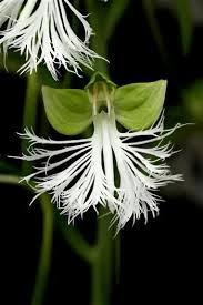 Image result for Habenaria goetzeana