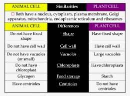 What are the similarities between animal cell and plant cell. Tabulation Of Plant And Animal Cell Png Image Transparent Png Free Download On Seekpng