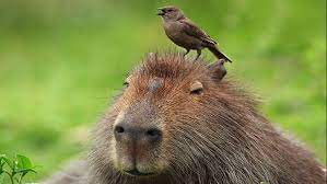 Jun 14, 2021 · así liberaron a un carpincho que una familia tenía como mascota en su casa. Lxdjnskyqnaskm
