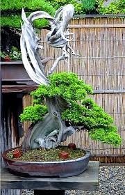 Pin Di Bonsai Garden