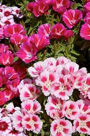 Clarkia Amoena Photo Beautiful Flowers Flowers Photo