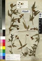 Image result for Otoptera