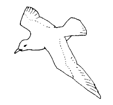 White and black silhouettes and outline seagulls. Seagull Coloring Page Coloringcrew Com