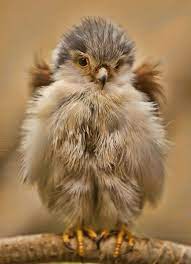 Baby Falcon Fluffy Animals Animals Cute Animals