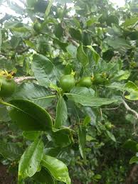 Image result for Gardenia resinifera