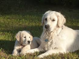 Golden Retriever Dogs Breeds